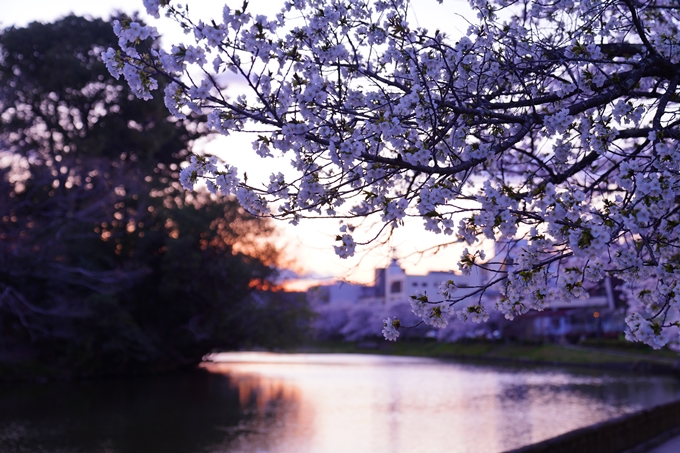 京都_桜情報_2022_35　南郷公園　No10