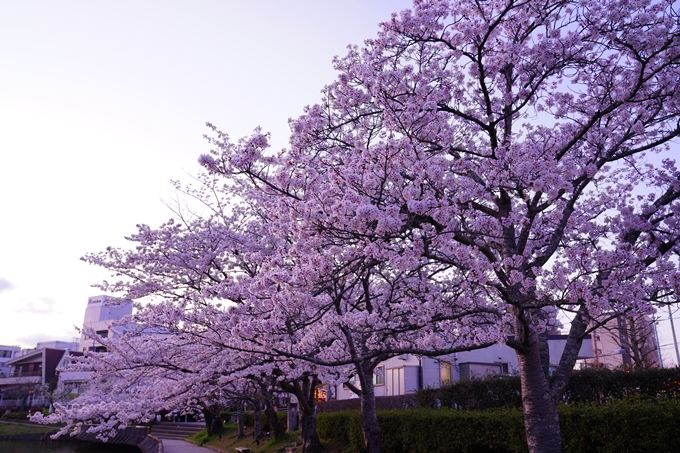 京都_桜情報_2022_35　南郷公園　No11