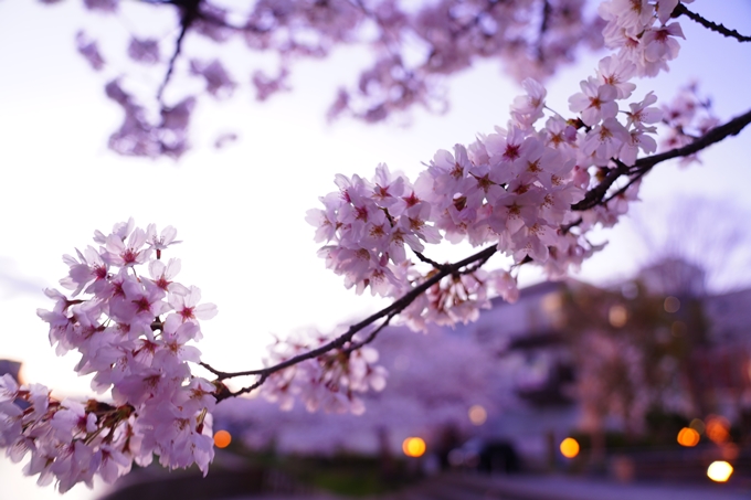 京都_桜情報_2022_35　南郷公園　No13