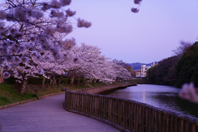 京都_桜情報_2022_35　南郷公園　No14