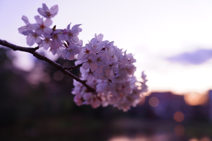 京都_桜情報_2022_35　南郷公園　No15