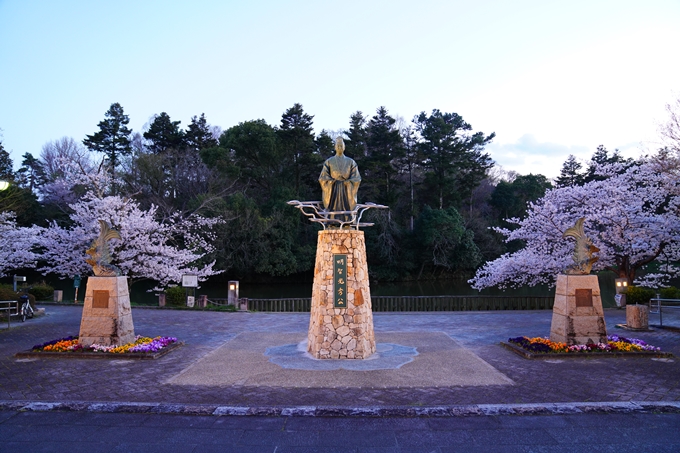 京都_桜情報_2022_35　南郷公園　No16