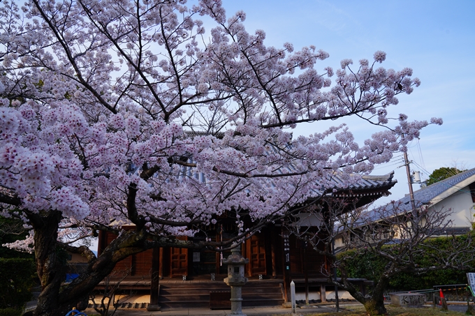 京都_桜情報_2022_36　真如堂　No2