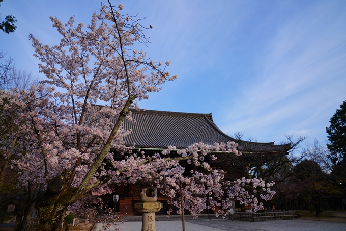 京都_桜情報_2022_36　真如堂　No3