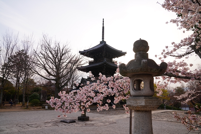 京都_桜情報_2022_36　真如堂　No4