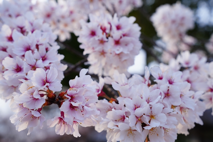 京都_桜情報_2022_36　真如堂　No6