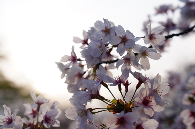 京都_桜情報_2022_36　真如堂　No7