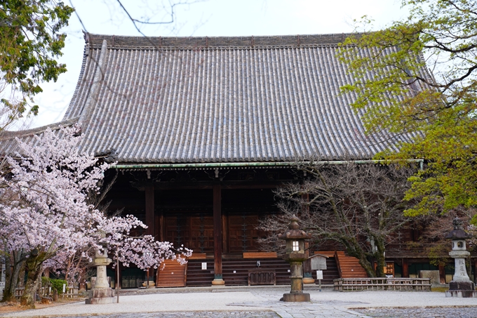 京都_桜情報_2022_36　真如堂　No8