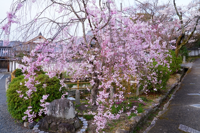 京都_桜情報_2022_36　真如堂　No9