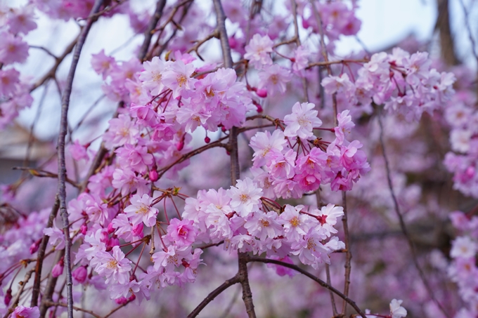 京都_桜情報_2022_36　真如堂　No10