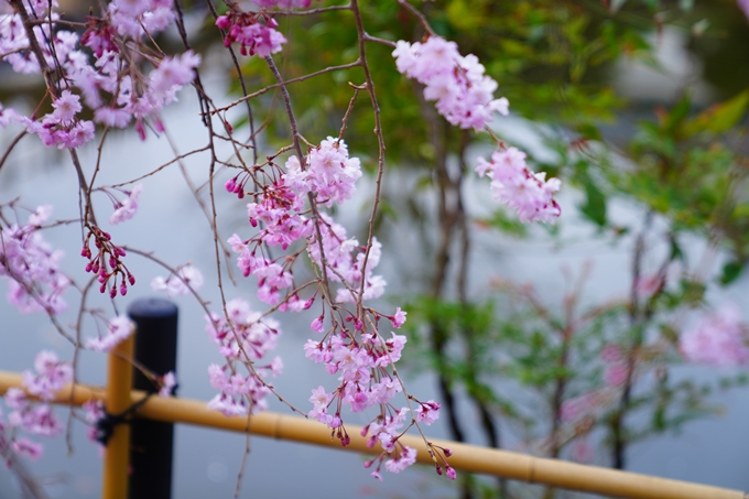 京都_桜情報_2022_36　真如堂　No11