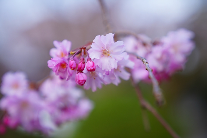 京都_桜情報_2022_36　真如堂　No12