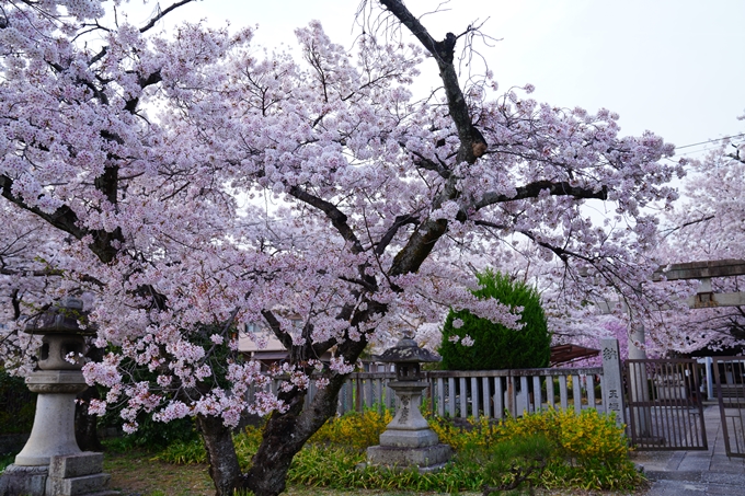 京都_桜情報_2022_36　真如堂　No13