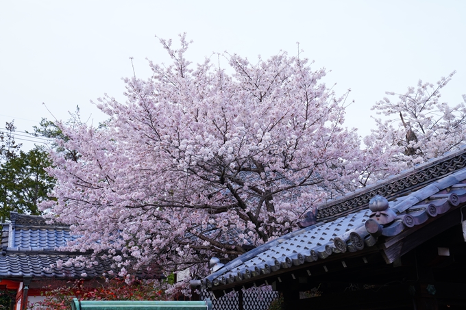 京都_桜情報_2022_36　真如堂　No14