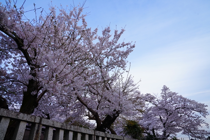 京都_桜情報_2022_36　真如堂　No15