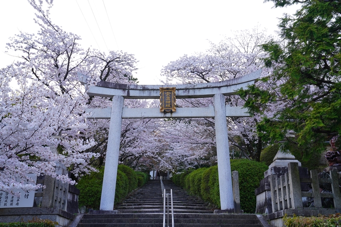 京都_桜情報_2022_37　宗忠神社　No2