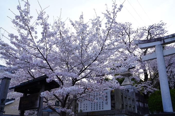 京都_桜情報_2022_37　宗忠神社　No3