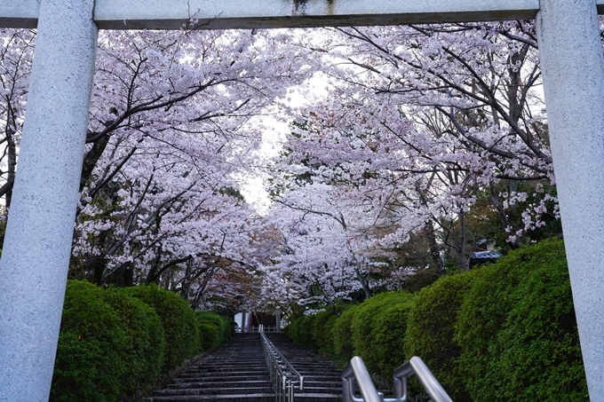 京都_桜情報_2022_37　宗忠神社　No4