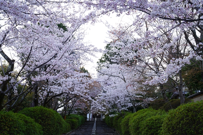 京都_桜情報_2022_37　宗忠神社　No5