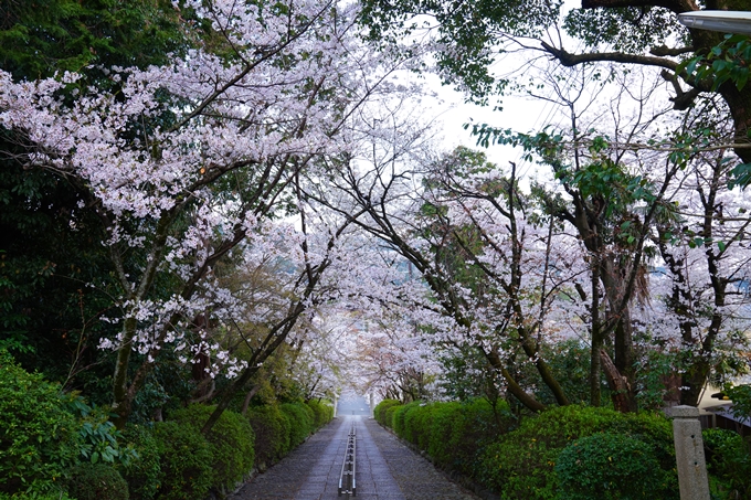 京都_桜情報_2022_37　宗忠神社　No6