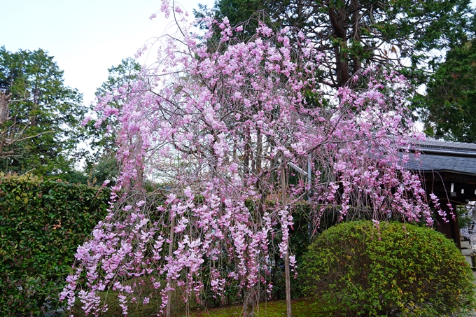 京都_桜情報_2022_37　宗忠神社　No7