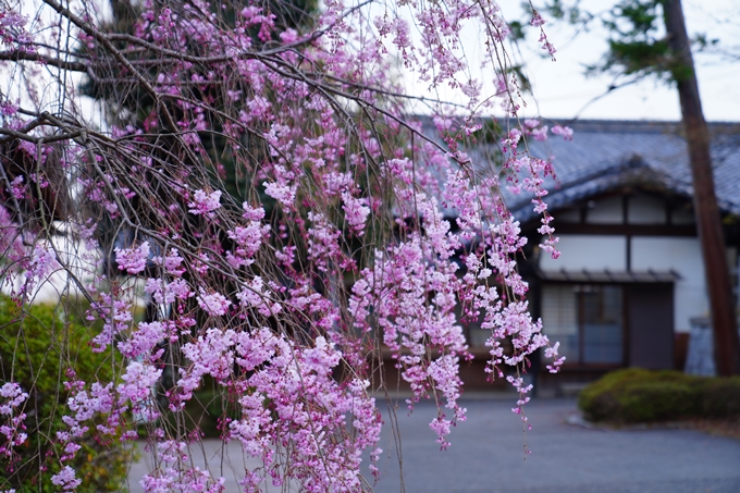 京都_桜情報_2022_37　宗忠神社　No8