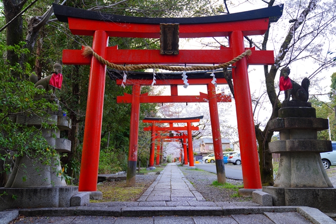 京都_桜情報_2022_37　宗忠神社　No10