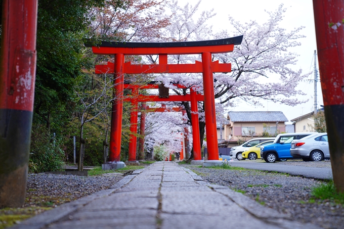 京都_桜情報_2022_37　宗忠神社　No11