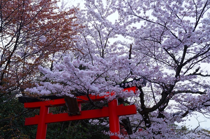 京都_桜情報_2022_37　宗忠神社　No12