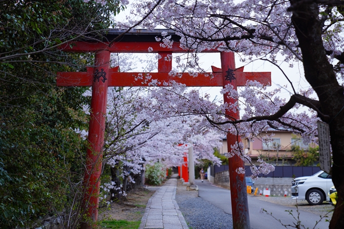 京都_桜情報_2022_37　宗忠神社　No13