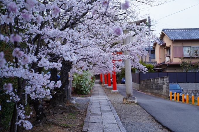 京都_桜情報_2022_37　宗忠神社　No14