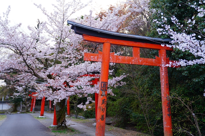 京都_桜情報_2022_37　宗忠神社　No15