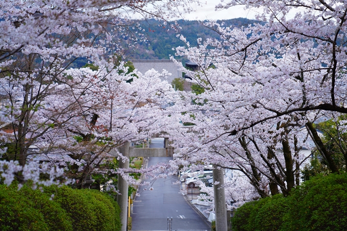 京都_桜情報_2022_37　宗忠神社　No9