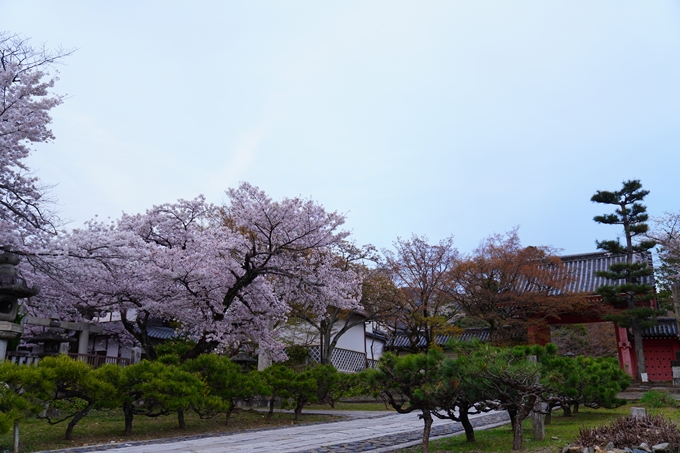 京都_桜情報_2022_36　真如堂　No16