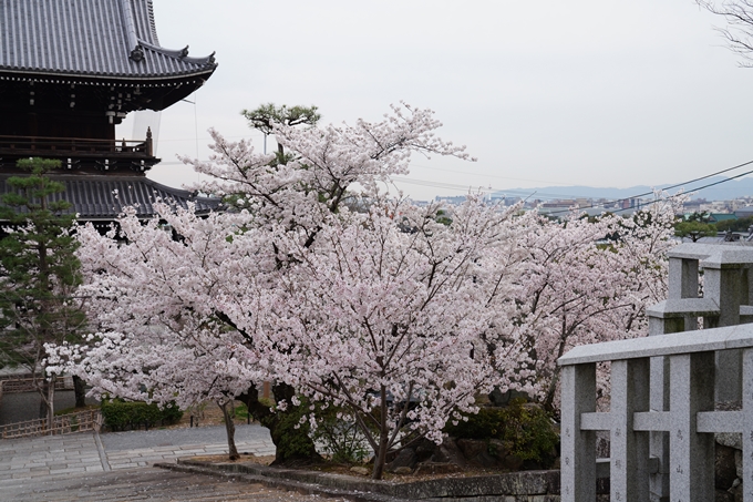 京都_桜情報_2022_38　金戒光明寺　No2