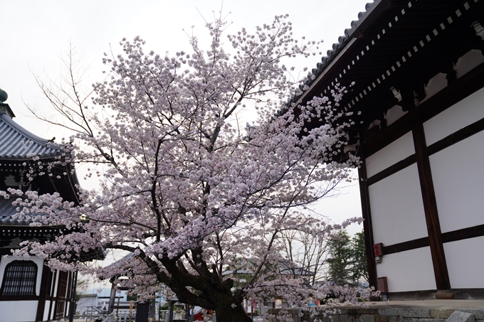 京都_桜情報_2022_38　金戒光明寺　No3