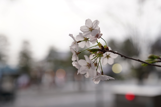 京都_桜情報_2022_38　金戒光明寺　No4