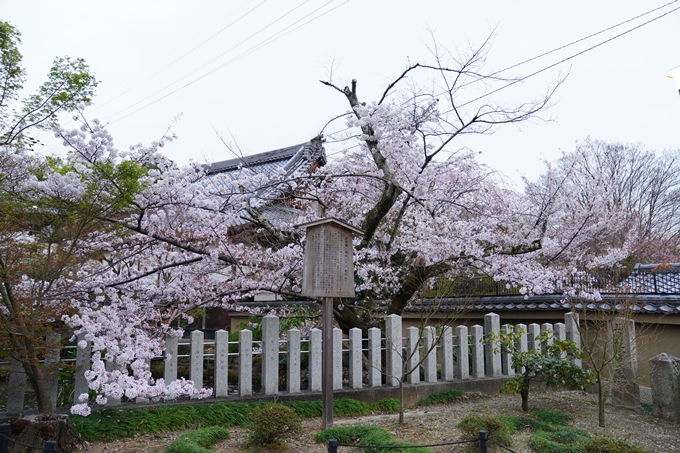 京都_桜情報_2022_38　金戒光明寺　No5