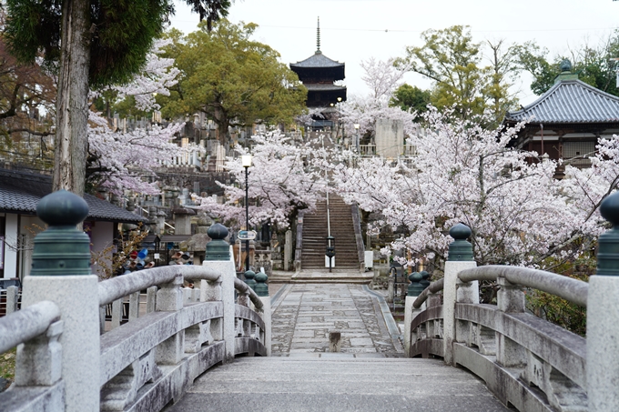 京都_桜情報_2022_38　金戒光明寺　No6