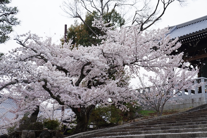 京都_桜情報_2022_38　金戒光明寺　No7