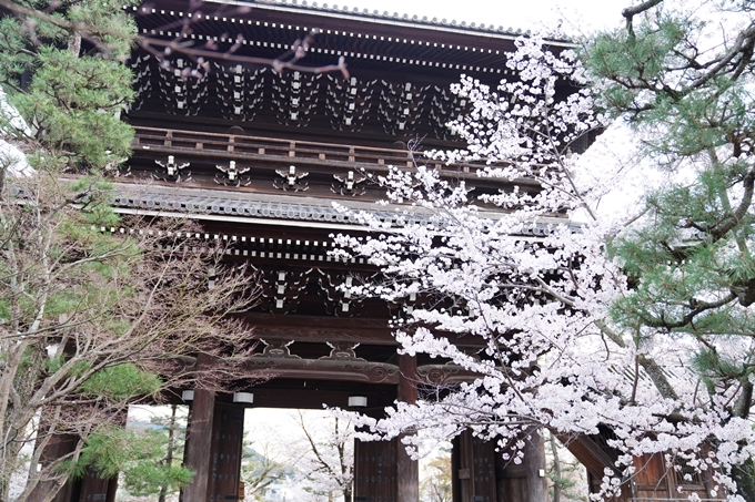 京都_桜情報_2022_38　金戒光明寺　No8