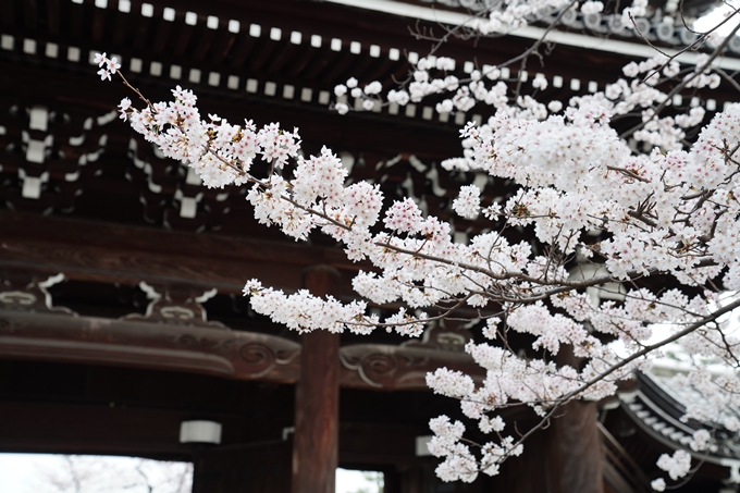 京都_桜情報_2022_38　金戒光明寺　No9