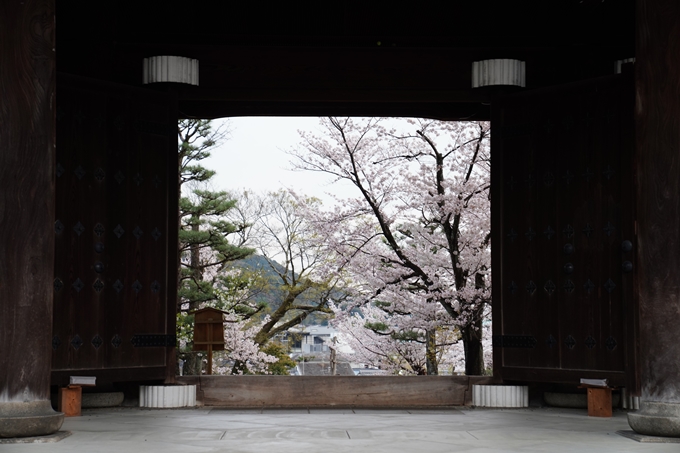 京都_桜情報_2022_38　金戒光明寺　No10