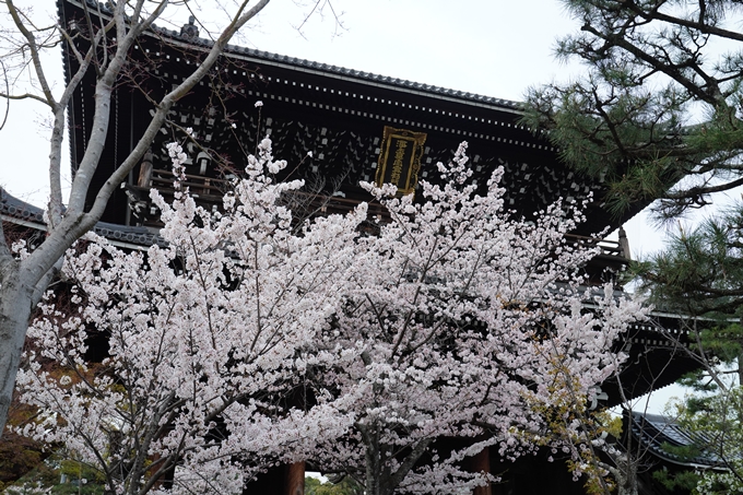 京都_桜情報_2022_38　金戒光明寺　No11