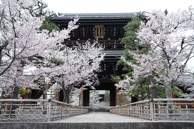 京都_桜情報_2022_38　金戒光明寺　No12