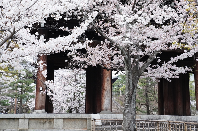 京都_桜情報_2022_38　金戒光明寺　No13