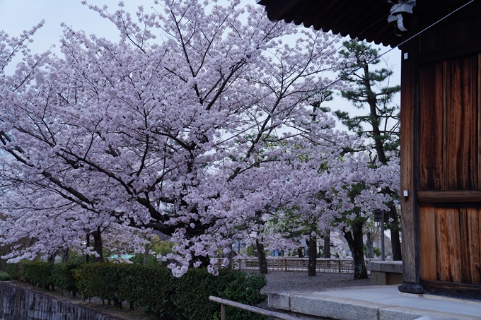 京都_桜情報_2022_38　金戒光明寺　No14