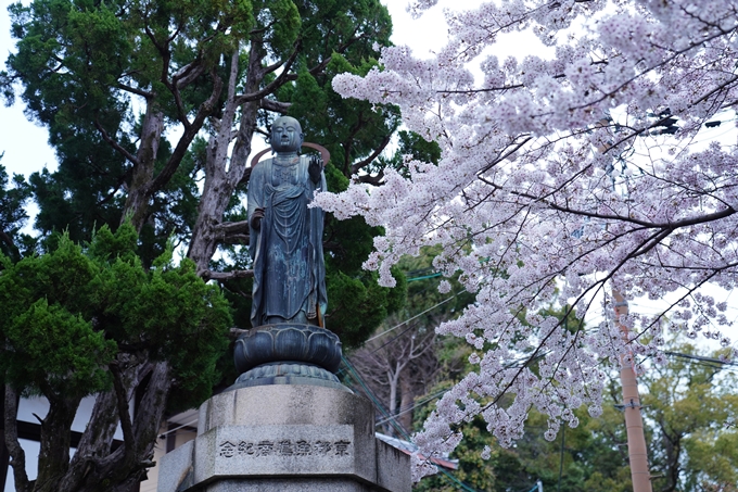 京都_桜情報_2022_38　金戒光明寺　No15