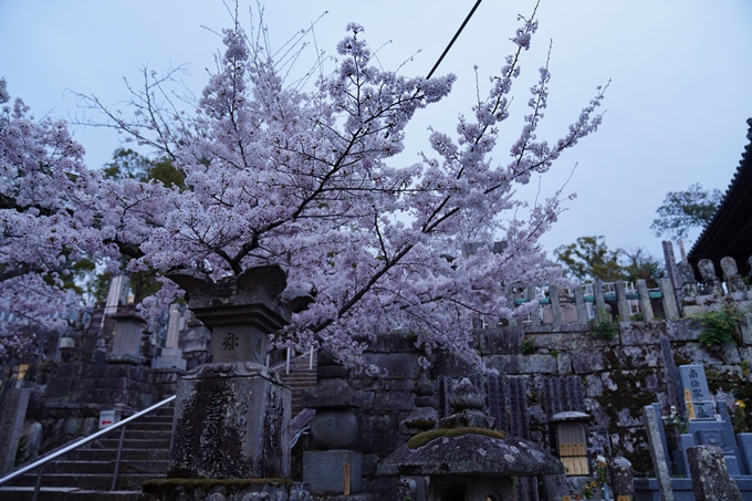 京都_桜情報_2022_38　金戒光明寺　No16