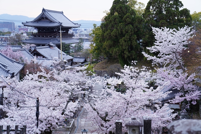 京都_桜情報_2022_38　金戒光明寺　No17